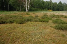 KS-aardbeivlinder-20080516_0015